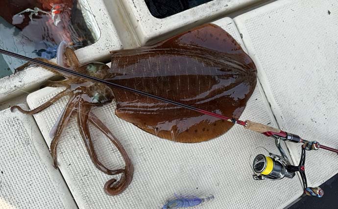 ボートエギングで2kg超えアオリイカが堂々浮上！【熊本・天草】キャスティングにヒット