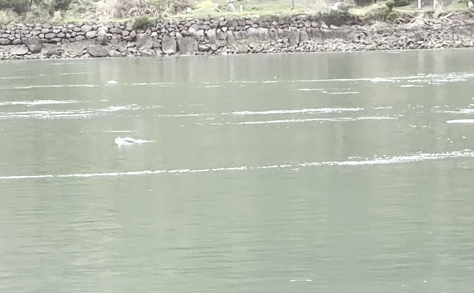 「コノシロが掬い放題の宿？」海まで徒歩0分のゲストハウス『HASHINSHITA』に泊まってみた