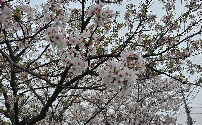 春の内房河川で63cm頭にシーバス5匹の数釣り達成！ ベイトとレンジの見極めが肝