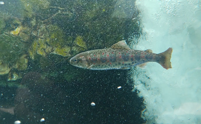 渓流魚をむやみに大量キープしない方が良い理由　学ぶべきルールとモラルとは？