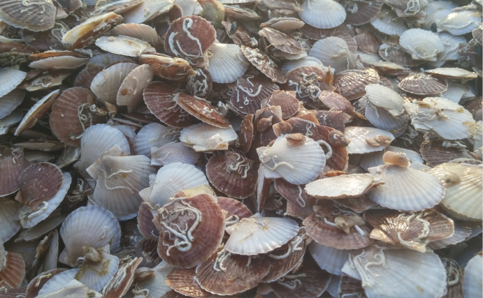 ホタテの一大産地がピンチ！　青森の陸奥湾でホタテの養殖業に危機迫る