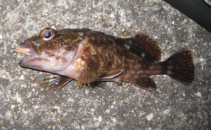 夜のライトゲーム釣行でカサゴ連発【岡山】小型のジグヘッドワームに好反応