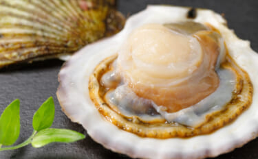 ホタテの一大産地がピンチ！　青森の陸奥湾でホタテの養殖業に危機迫る