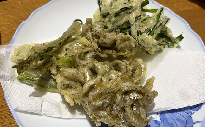 「天ぷらが最高！」エサなしの堤防サビキ釣りで稚鮎142匹【北茨城】