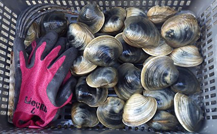 江戸川河口での潮干狩りで大型ホンビノス貝28個ゲット　ゲストにアサリも