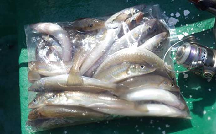 「敵はアカクラゲ？」東京湾船シロギス釣りで良型主体に37匹手中【たかはし遊船】