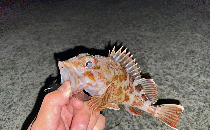 陸っぱりライトロックゲームでマダイにマゴチと絶好調！【山陰】カサゴは連発