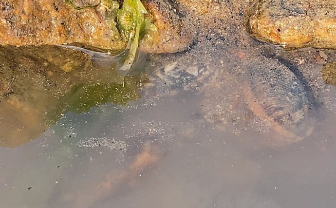 「なぜ？死んだアサリが沢山・・・」大潮の潮干狩りで本命発見も苦戦【岡山】