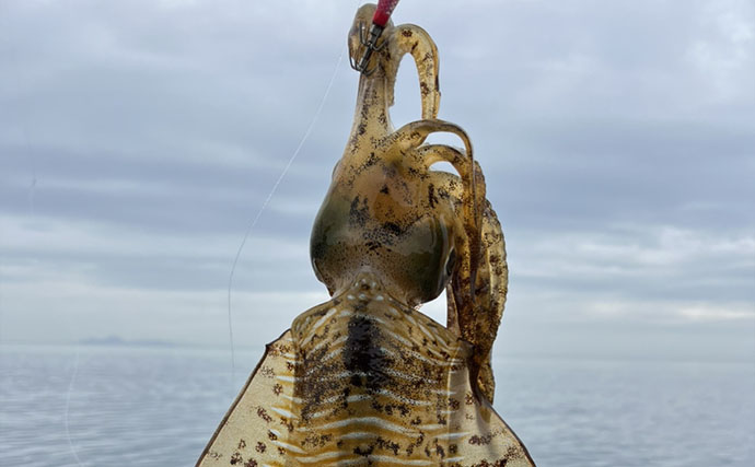 「春イカが猛チェイス！」地磯エギングでキロ超えアオリイカが足元でヒット【福岡】
