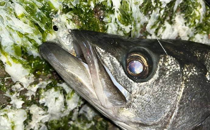 「想定外の大型魚がヒット！」 夜磯メバリング釣行で良型ヒラスズキを手中【福岡】