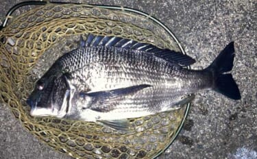 運河エリアでのプラッギングで「年無し」クロダイをキャッチ！【三重】