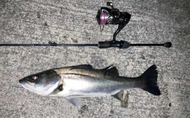 アジングタックルでシーバス20匹【四日市港・三重】セイゴサイズ中心に連…