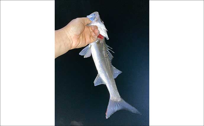 アジングタックルでシーバス20匹【四日市港・三重】セイゴサイズ中心に連続ヒット