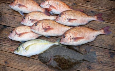 海上釣り堀でマダイにヒラメにシマアジ好捕！【和光・三重】青物は不発