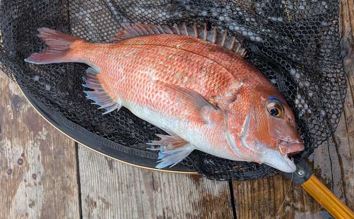 海上釣り堀でマダイにヒラメにシマアジ好捕！【和光・三重】青物は不発