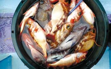 春のオキメバル釣りシーズン開幕　【タックル・仕掛け・多点掛けの狙い方を…