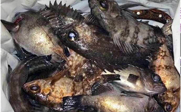 「陸っぱりメバリングで28cmメバル出た！」プラグルアーにヒット【広島】