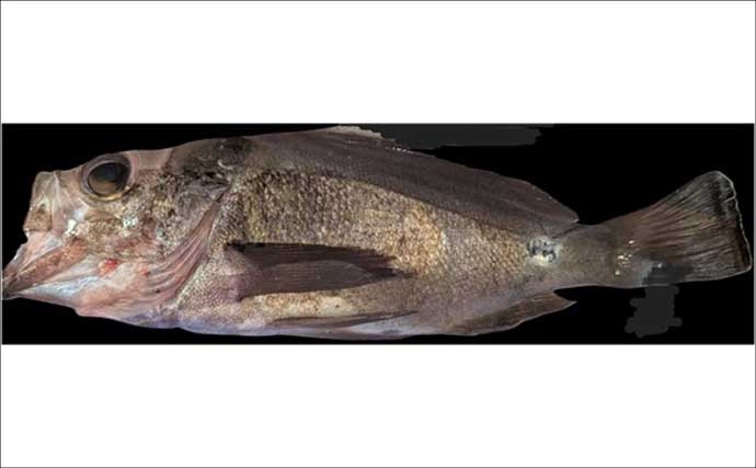 「陸っぱりメバリングで28cmメバル出た！」プラグルアーにヒット【広島】