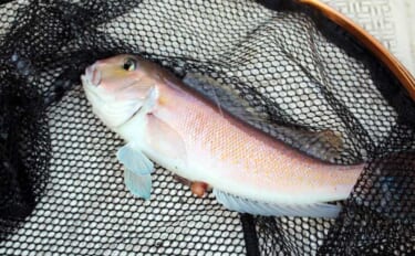 人気急上昇の「シロアマダイ釣り」入門　【タックル・釣り方・仕掛けを解説…