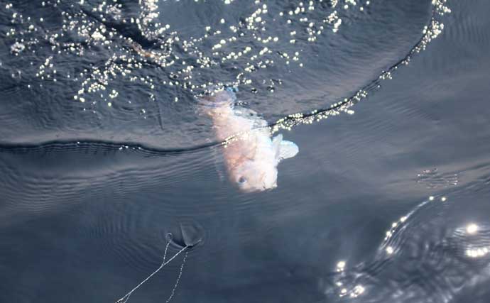 人気急上昇の「シロアマダイ釣り」入門　【タックル・釣り方・仕掛けを解説】