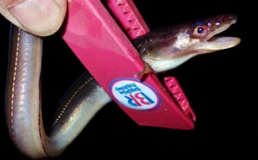 堤防ブッ込み釣りでアナゴ6匹手中【霞ヶ浦ふ頭・三重】サイズは小型ばかり