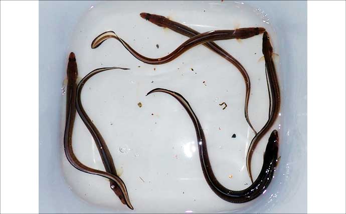 堤防ブッ込み釣りでアナゴ6匹手中【霞ヶ浦ふ頭・三重】サイズは小型ばかり