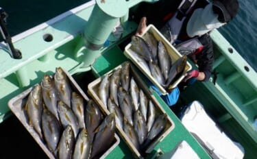 「脂ノリ抜群！」大山沖イサキ釣りで良型主体に数釣りチャンス【船釣り釣果…