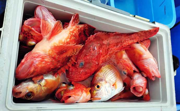 トラフグ釣る人3匹！カットウ釣りで朝の時合いに船中連発【船の釣果速報6選・三重】