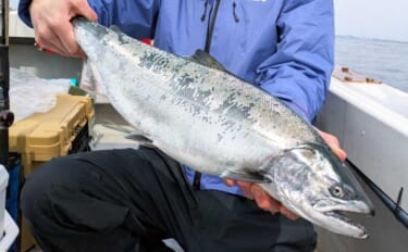 ジギングで希少なサクラマスが登場！ワラサも連発【沖釣りピックアップ4選…
