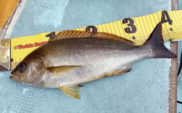 大山沖で35cmオーバー良型イサキが好ヒット！【武丸・愛知】トップは1…