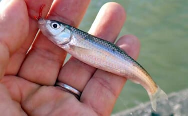 コイ科で最も美味な『ホンモロコ』を釣る！【長命寺川・滋賀】素焼きに舌鼓