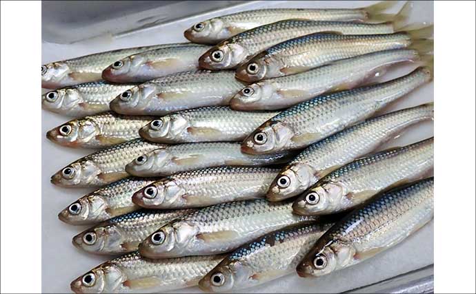 コイ科で最も美味な『ホンモロコ』を釣る！【長命寺川・滋賀】素焼きに舌鼓