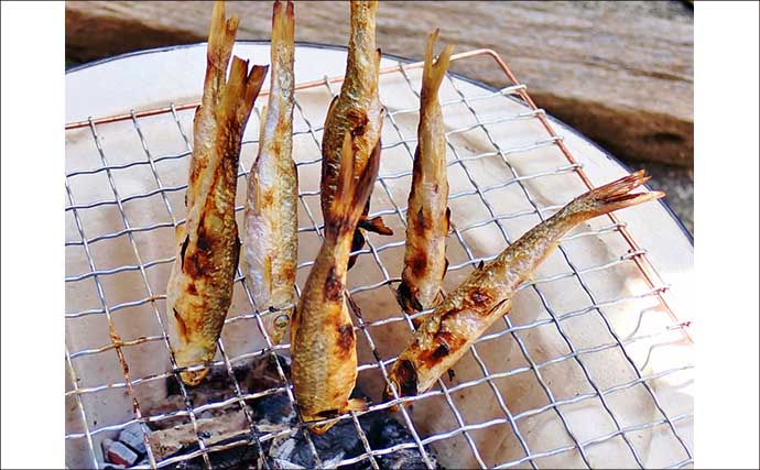 コイ科で最も美味な『ホンモロコ』を釣る！【長命寺川・滋賀】素焼きに舌鼓