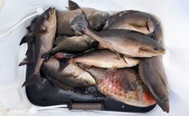 「南伊豆は魚影の濃さ抜群！」沖磯フカセ釣りで35cm級メジナを連打【静…