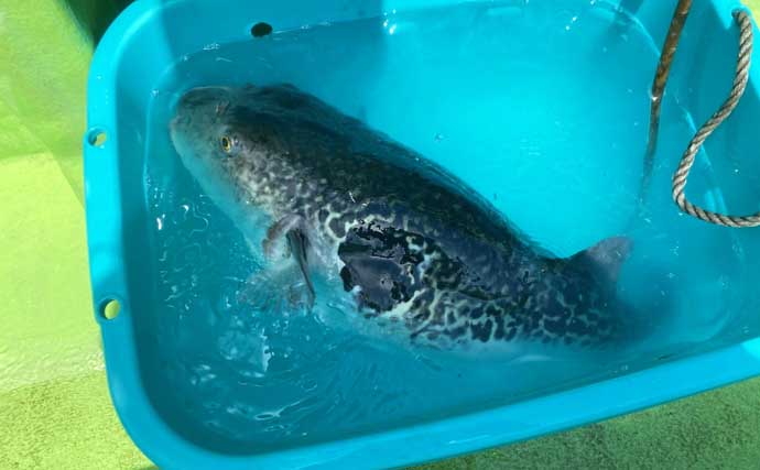 人気急上昇中の「東京湾トラフグ釣り」入門　【タックル・仕掛け・釣り方・注意点を解説】