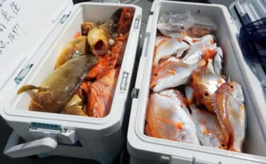 沖五目釣りでクーラーボックス2個満タン釣果！【第二大福丸】レンコにアオ…