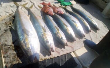 「イカ流し釣り」で10kgヒラマサが浮上！【船釣り最新情報4選・長崎／…