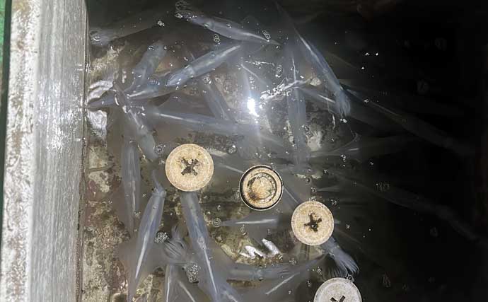 夜のイカメタル釣行でササイカ（ヤリイカ）120尾と大爆釣！【山口・剛龍丸】