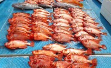 チカメキントキが船中100尾超え！沖五目釣り絶好調【船釣り釣果速報13…