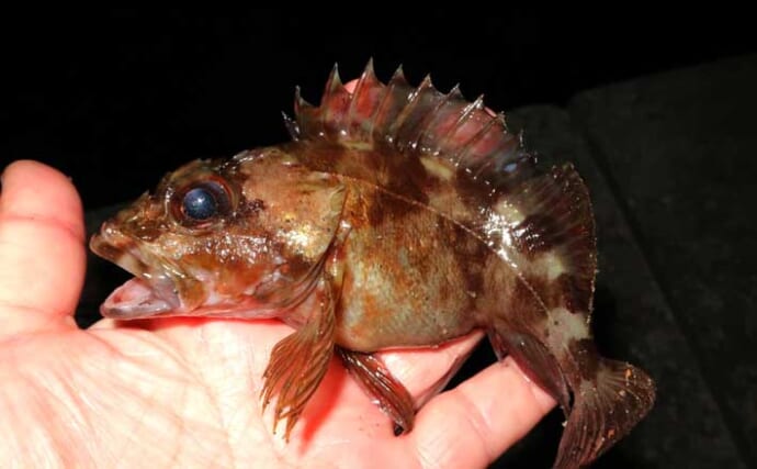 波止での電気ウキ釣りでカサゴ連打！【岡山】産卵期のメスばかりがヒット