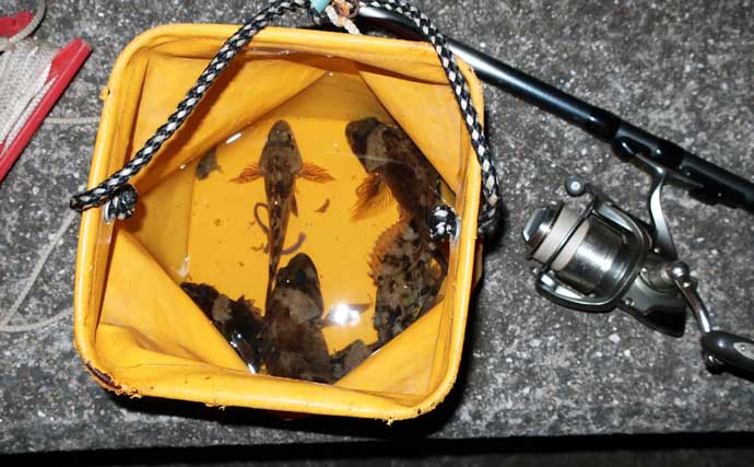 波止での電気ウキ釣りでカサゴ連打！【岡山】産卵期のメスばかりがヒット