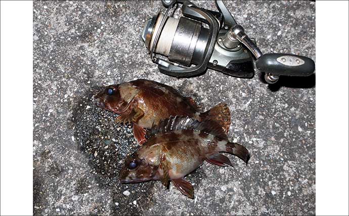 波止での電気ウキ釣りでカサゴ連打！【岡山】産卵期のメスばかりがヒット