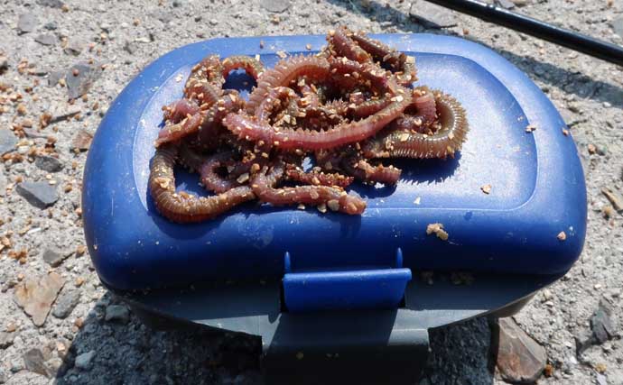 波止での電気ウキ釣りでカサゴ連打！【岡山】産卵期のメスばかりがヒット