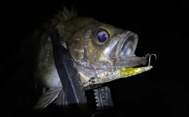 「春は小型ルアーで釣る！」だけでは通用しない　気づかれないリスクとは？