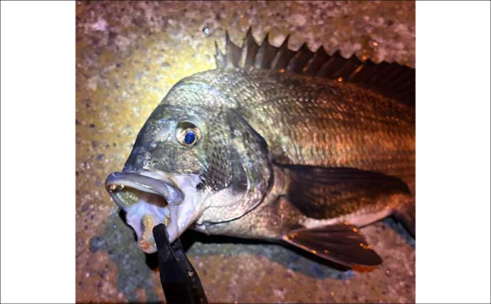 夜の常夜灯に集まる魚たち　「明」にはアジで「暗」にはメバル？