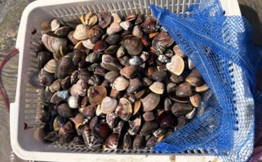 三河湾の潮干狩りでアサリとハマグリ採取に成功【東幡豆潮干狩り場】今年は…