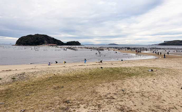 三河湾の潮干狩りでアサリとハマグリ採取に成功【東幡豆潮干狩り場】今年はアサリが優勢か？