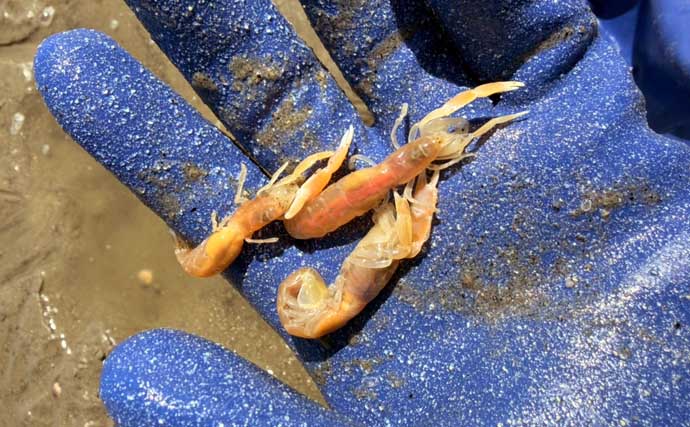 三河湾の潮干狩りでアサリとハマグリ採取に成功【東幡豆潮干狩り場】今年はアサリが優勢か？