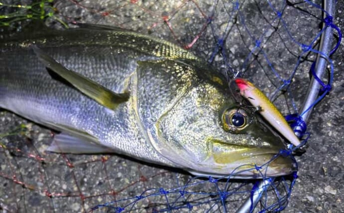 バチ抜けシーズン中の「バチが抜けない日」の釣り方　マイクロベイトパターンと考えよう