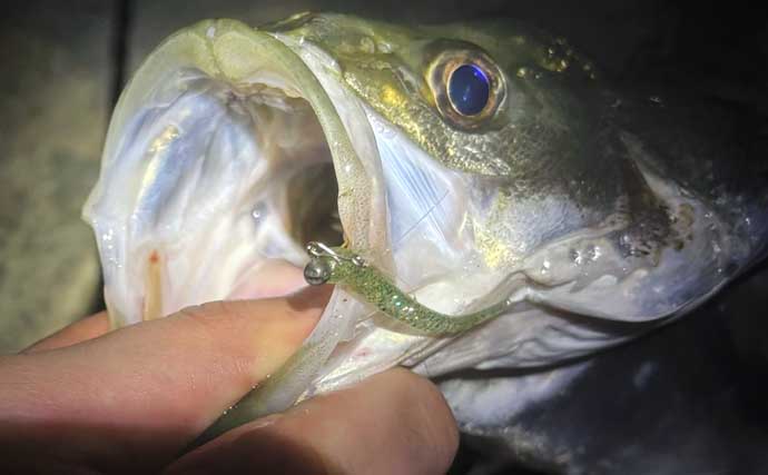 バチ抜けシーズン中の「バチが抜けない日」の釣り方　マイクロベイトパターンと考えよう